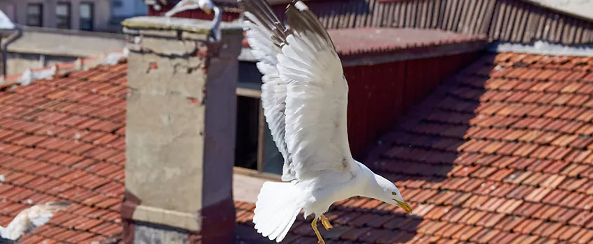 Residential Chimney Animal Removal Solution in Woodbury, MN