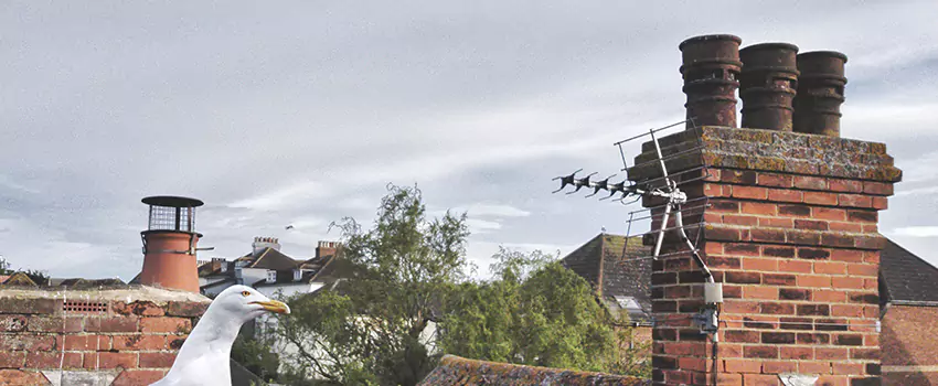 Chimney Cleaning And Restoration in Woodbury, Minnesota